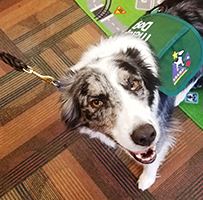 Tales and Tails @ Brentwood Public Library | Brentwood | Missouri | United States